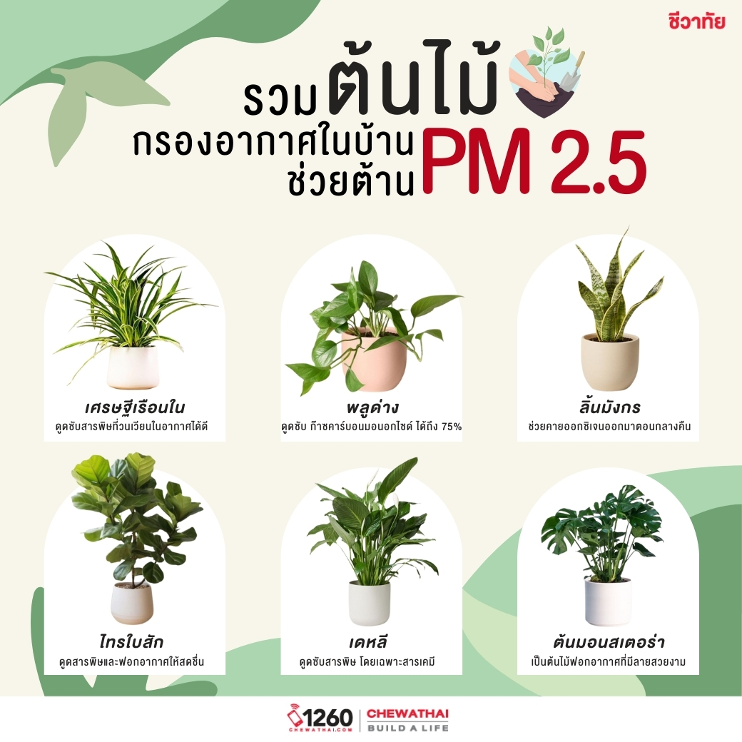 รวมต้นไม้ กรองอากาศในบ้าน ช่วยต้าน PM2.5